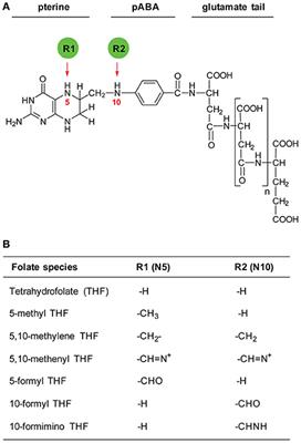 Folates in Plants: Research Advances and Progress in Crop Biofortification